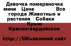 Девочка помераночка мини › Цена ­ 50 000 - Все города Животные и растения » Собаки   . Крым,Красногвардейское